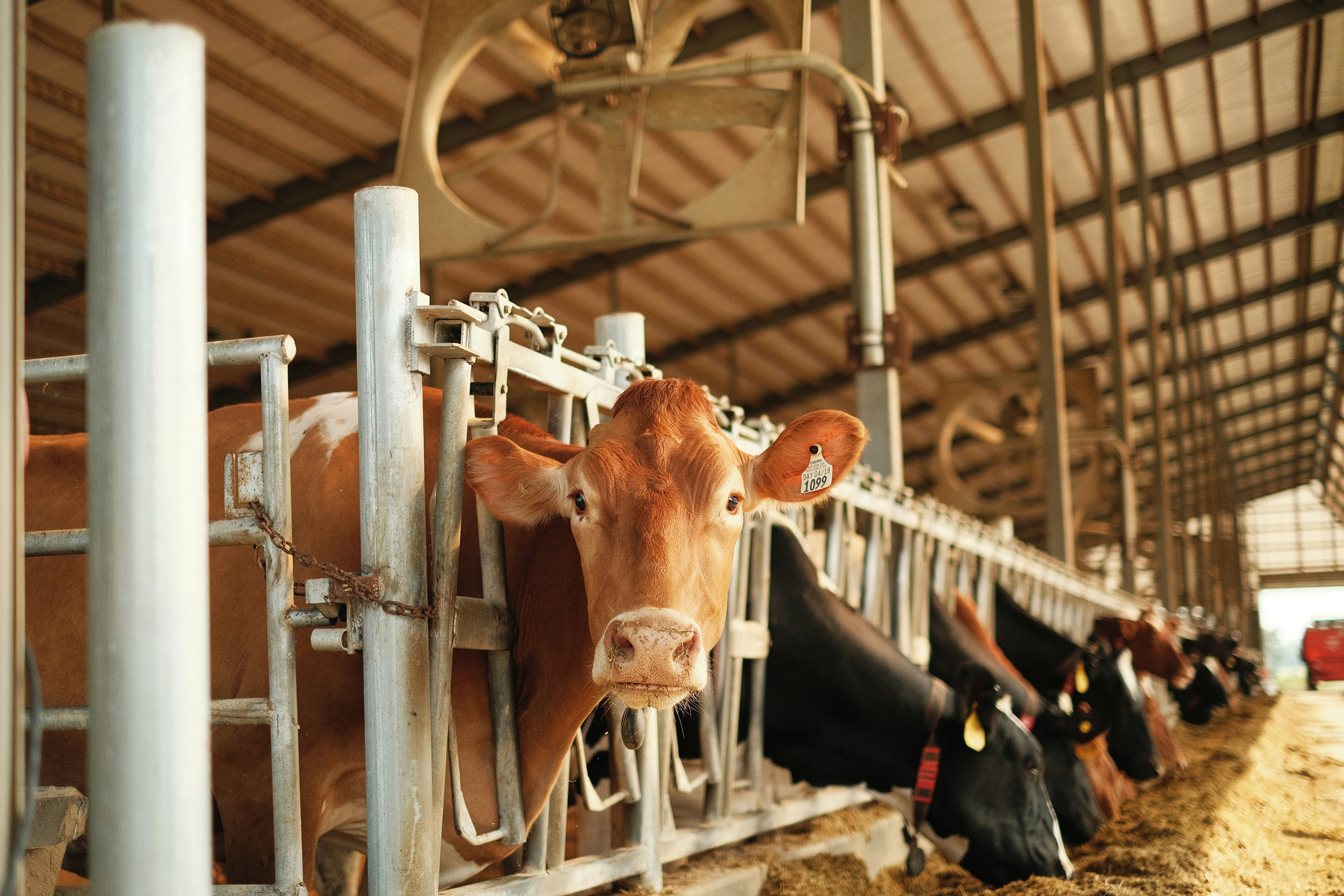Cows in dairy farm stalls